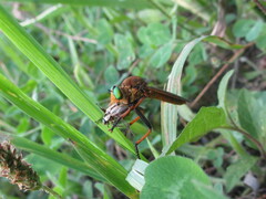 Cophinopoda