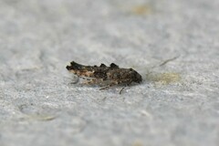 Epermenia albapunctella