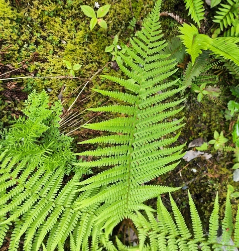 Dryopteris filix-mas