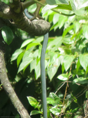 Mastigodryas danieli