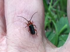 Phymatodes