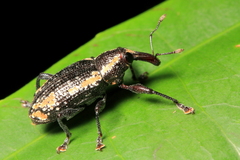 Heilipus elegans