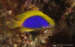 Chrysiptera flavipinnis