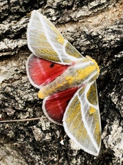 Syssphinx albolineata