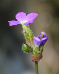 Arabis verna