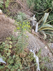Euphorbia biumbellata