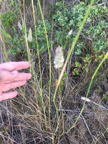 Phalaris aquatica