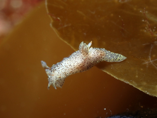 Polycera norvegica