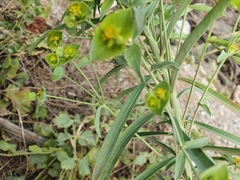Euphorbia biumbellata