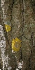 Xanthoria parietina