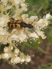 Rutpela