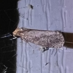 Acrolophus propinqua