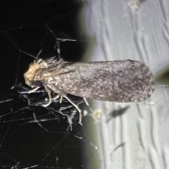 Acrolophus propinqua