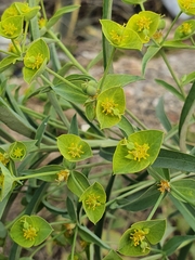 Euphorbia biumbellata