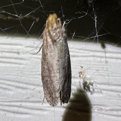 Acrolophus propinqua