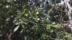 Gardenia cornuta
