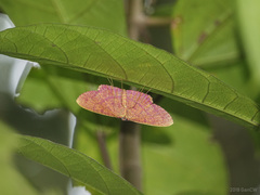 Eumelea rosalia