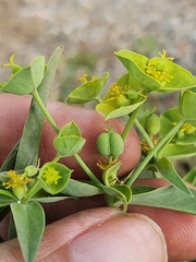Euphorbia biumbellata