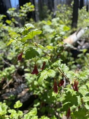 Ribes marshallii