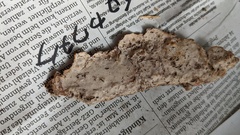 Phanerochaete sordida