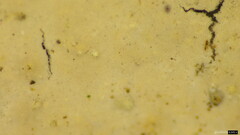 Phanerochaete sordida