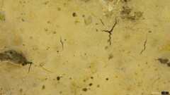 Phanerochaete sordida