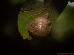 Nitor subrugatus