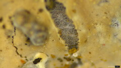 Phanerochaete sordida