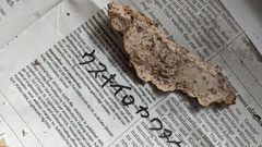 Phanerochaete sordida