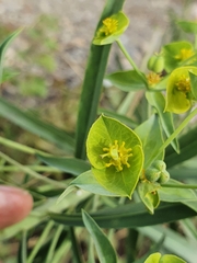 Euphorbia biumbellata