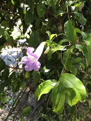 Bignonia callistegioides