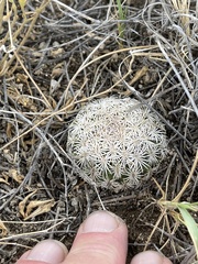 Echinomastus erectocentrus