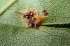 Gymnosporangium clavariiforme