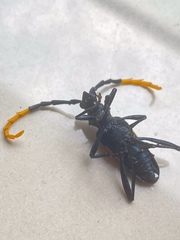 Pachyteria dimidiata