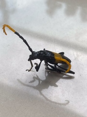 Pachyteria dimidiata