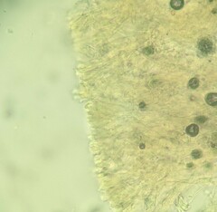 Phanerochaete sordida