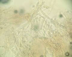 Phanerochaete sordida