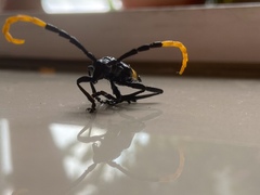 Pachyteria dimidiata