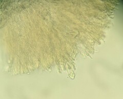 Phanerochaete sordida