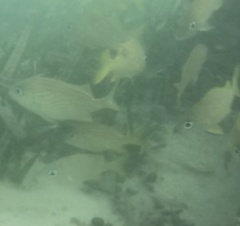 Haemulon flavolineatum