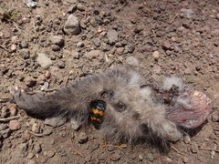 Nicrophorus mexicanus