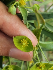 Euphorbia biumbellata