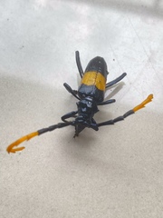 Pachyteria dimidiata