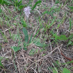Plantago urvillei