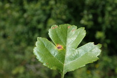 Gymnosporangium clavariiforme