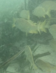 Haemulon flavolineatum