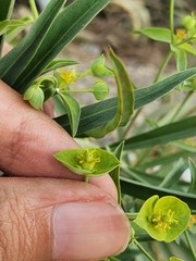 Euphorbia biumbellata
