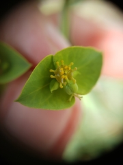 Euphorbia biumbellata