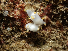 Polycera kernowensis