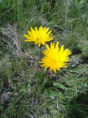 Hypochaeris uniflora